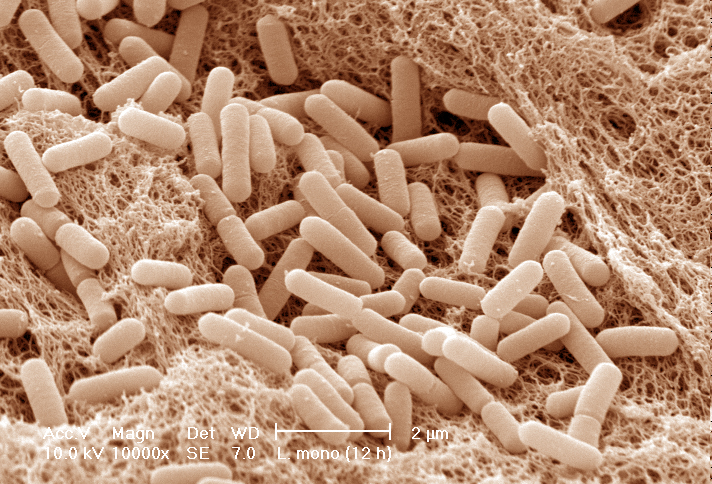 Rasterlektronenmikroskopische Aufnahme einer Bakterien-Kultur