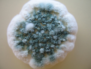 Pilzkultur des Penicillium citrinum