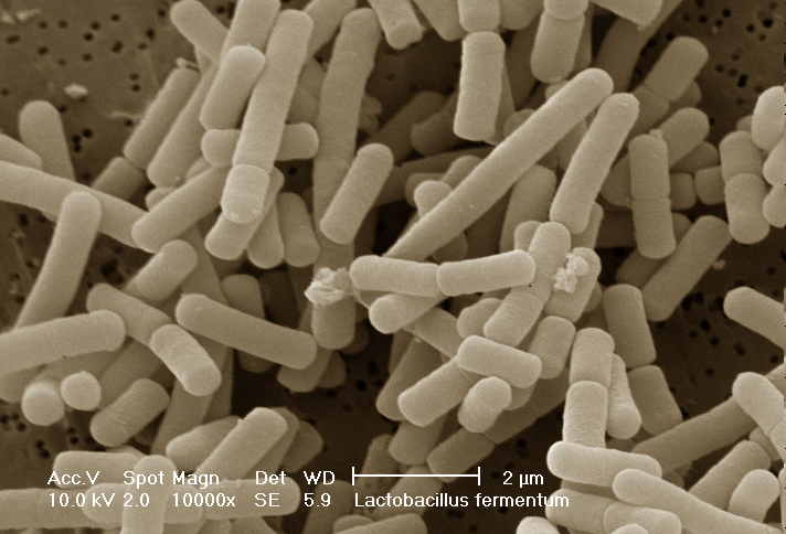 Rasterelektronenmikroskopische Aufnahme einer Lactobacillus fermentum Kultur