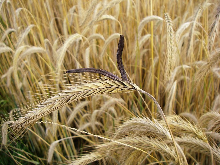 Ähre mit Mutterkorn innerhalb eines Feldes 