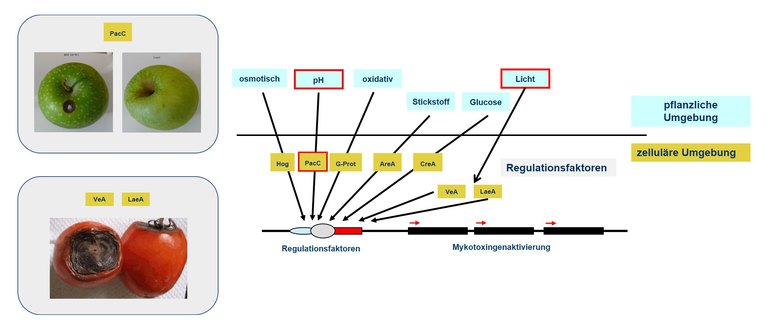 Grafik Regulations- und Signalwege der Pilzzelle
