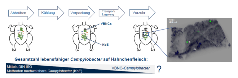 Übersicht von Prozessen in der Hähnchenfleisch-Verarbeitungskette, die zur Entstehung von VBNC-Campylobacter beitragen können.