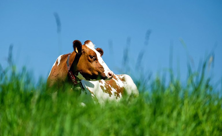 Braun-weiße Kuh auf grüner Wiese