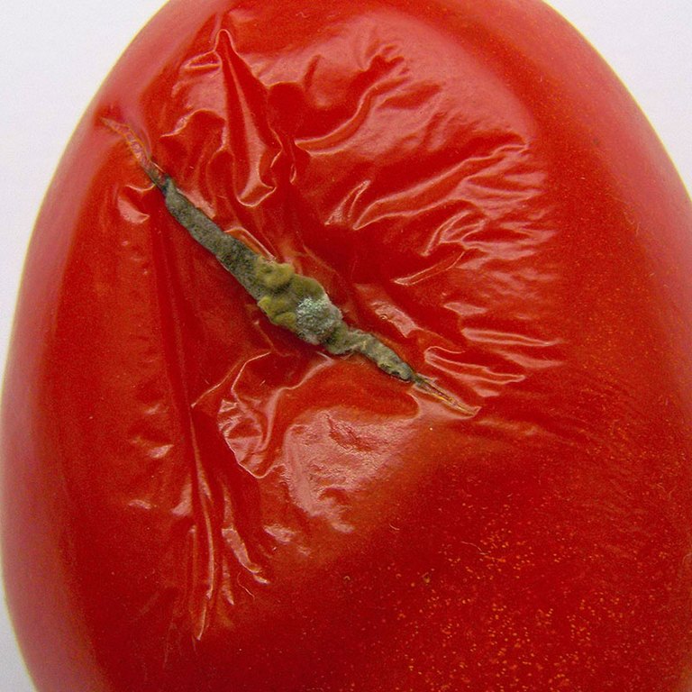 Tomate die mit Alternaria sp. während der Lagerung kontaminiert wurde