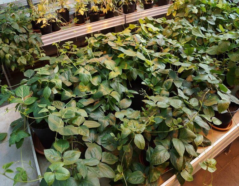 African cowpeas (eye beans, Vigna unguiculata) in the greenhouse of the MRI.