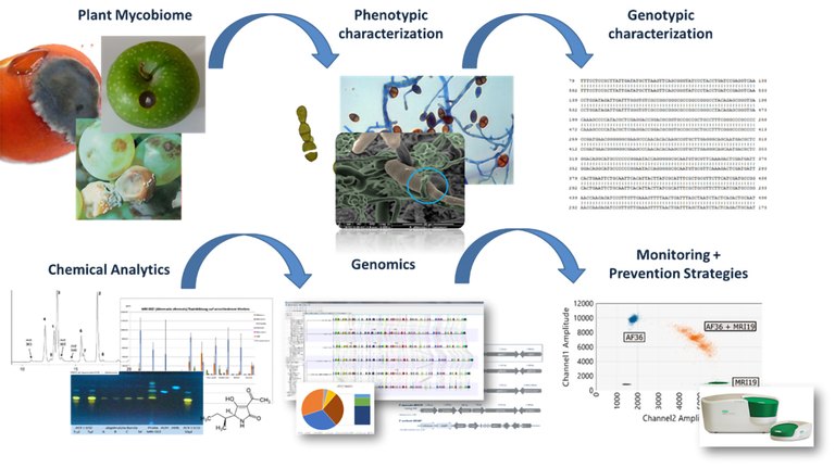 Molecular and microbiological population analyses on fruits and vegetables