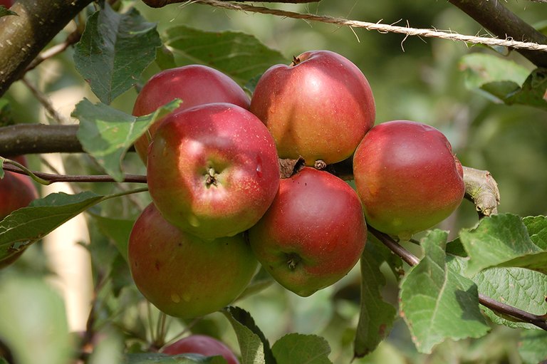 Ast mit sechs roten Äpfeln am Baum