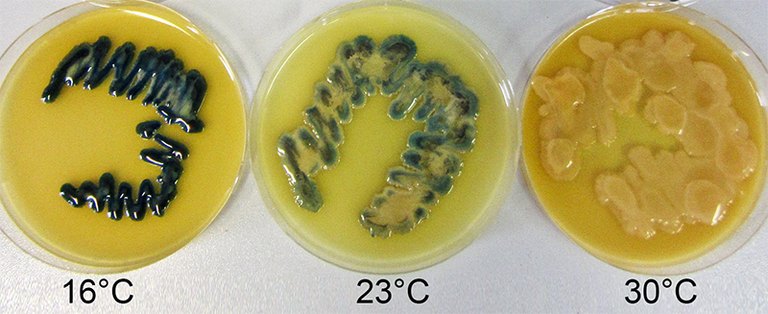 Petrischale 