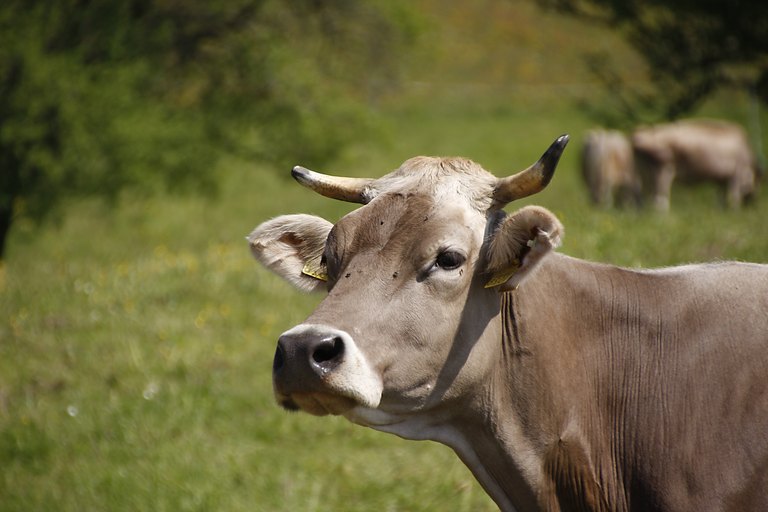 Schweizer Braunvieh 
