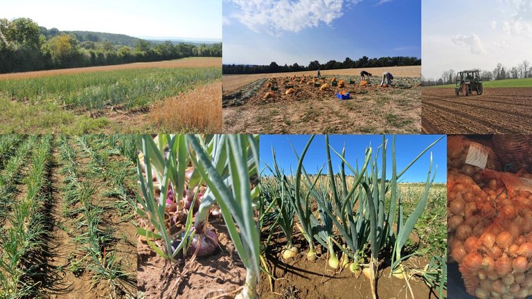 Collage Impressions from the ongoing field trials