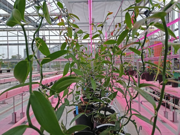 Indoor-Farming-System für den Anbau von Vanille