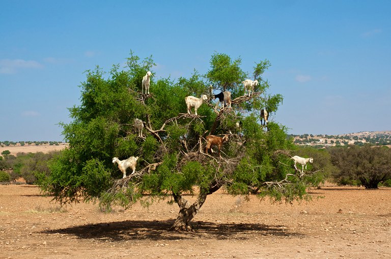 Arganbaum mit darin kletternden Ziegen